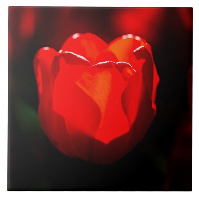 Red Tulip Flower - Fire Tile (Front)