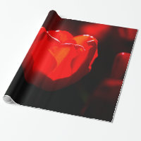 Red Tulip Flower - Fire