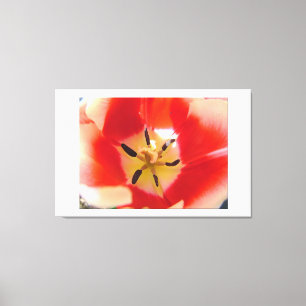 red tulip flower macro picture. floral photo art. canvas print