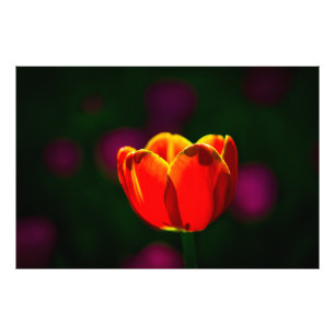 Red tulip flower photo print
