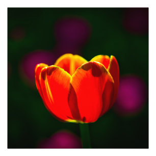 Red tulip flower photo print