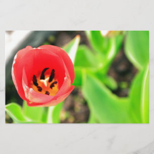 Red Tulip Flower Photograph Stationery