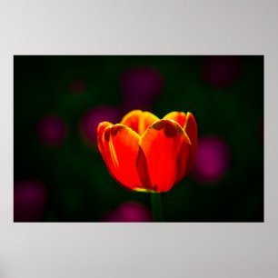 Red tulip flower poster