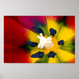 Red Tulip flower Poster