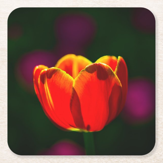 Red tulip flower square paper coaster (Front)