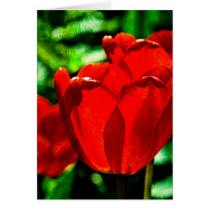 Red tulip flowers