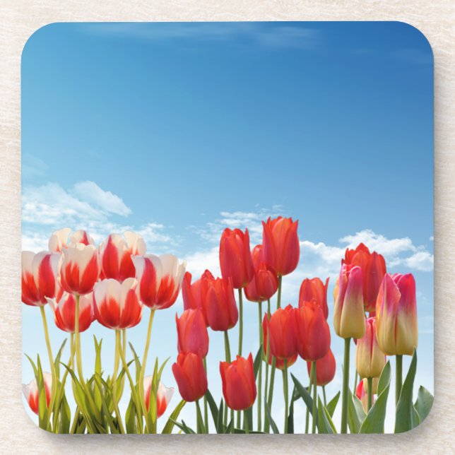 Red Tulip Flowers-30247 Coaster (Front)
