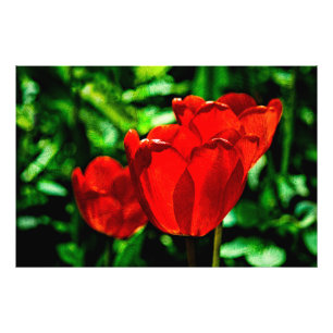 Red tulip flowers photo print