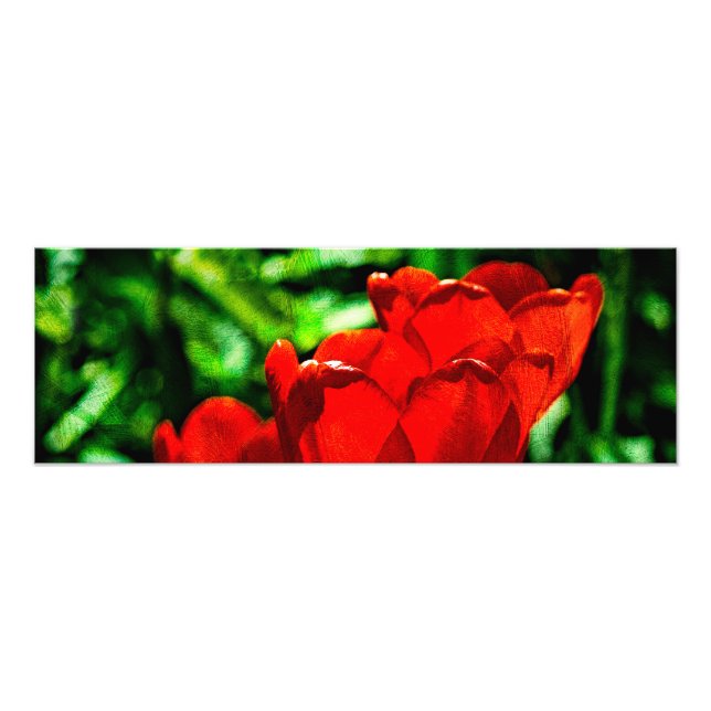 Red tulip flowers photo print (Front)