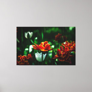 Red Tulip - His Majesty the King Canvas Print