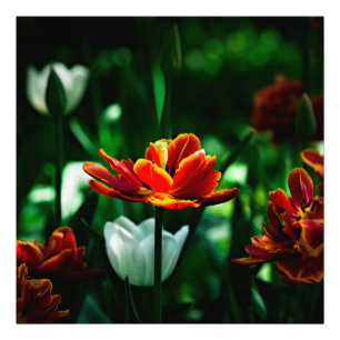 Red Tulip - His Majesty the King Photo Print