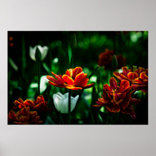 Red Tulip - His Majesty the King Poster