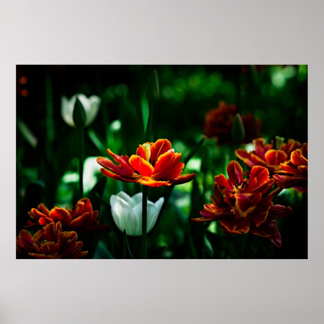 Red Tulip - His Majesty the King Poster (Front)