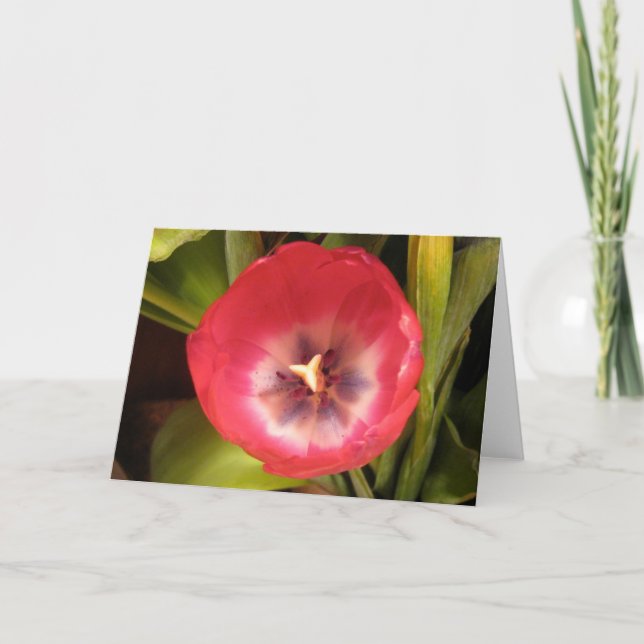 Red Tulip I Holiday Card (Front)