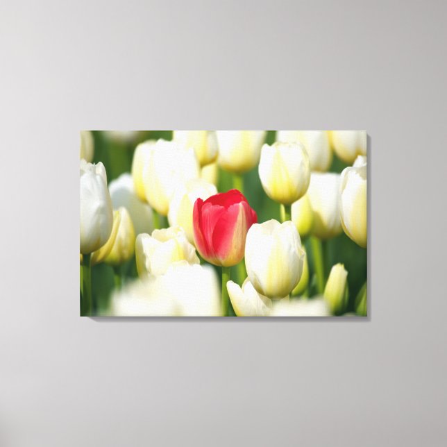 Red tulip in a field of white tulips canvas print (Front)
