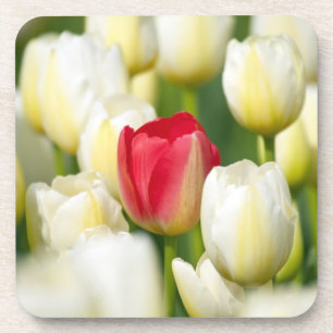 Red tulip in a field of white tulips coaster