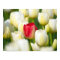 Red tulip in a field of white tulips