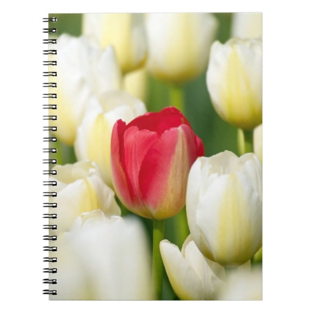 Red tulip in a field of white tulips spiral notebook (Front)