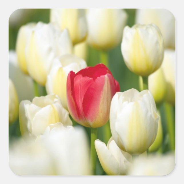 Red tulip in a field of white tulips square sticker (Front)