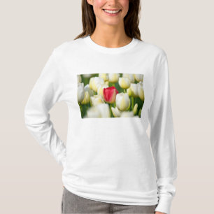 Red tulip in a field of white tulips T-Shirt