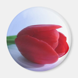 Red Tulip Magnet