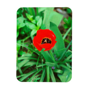 Red tulip magnet