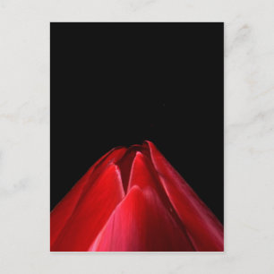 Red Tulip Minimalist Floral Postcard