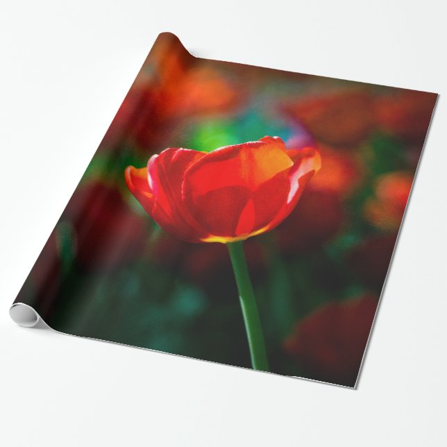 Red tulip - Mystery of blooming Wrapping Paper (Unrolled)
