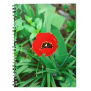 Red tulip notebook