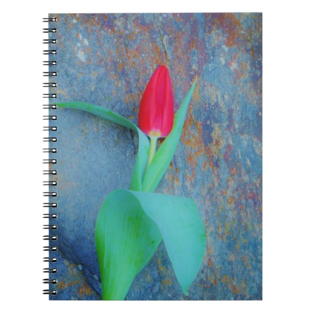 Red Tulip on Blue Grey Slate Spiral Notebook (Front)