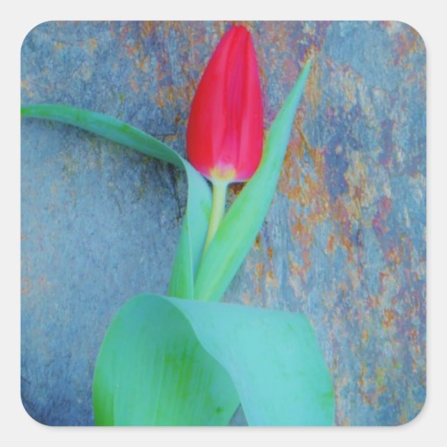 Red Tulip on Blue Grey Slate Square Sticker (Front)