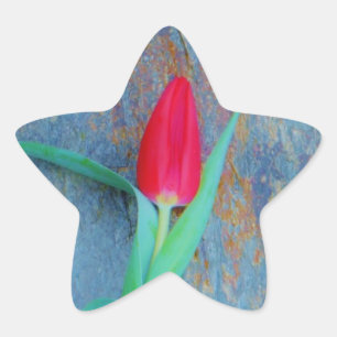 Red Tulip on Blue Grey Slate Star Sticker