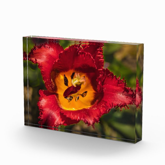 Red tulip photo block (Right)