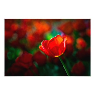 Red tulip photo print