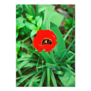 Red tulip photo print