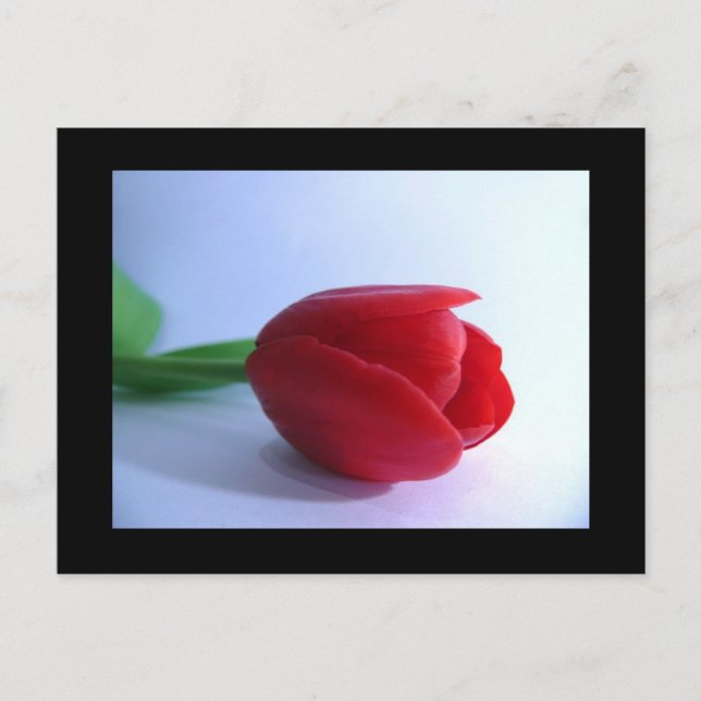 Red Tulip Post Card (Front)