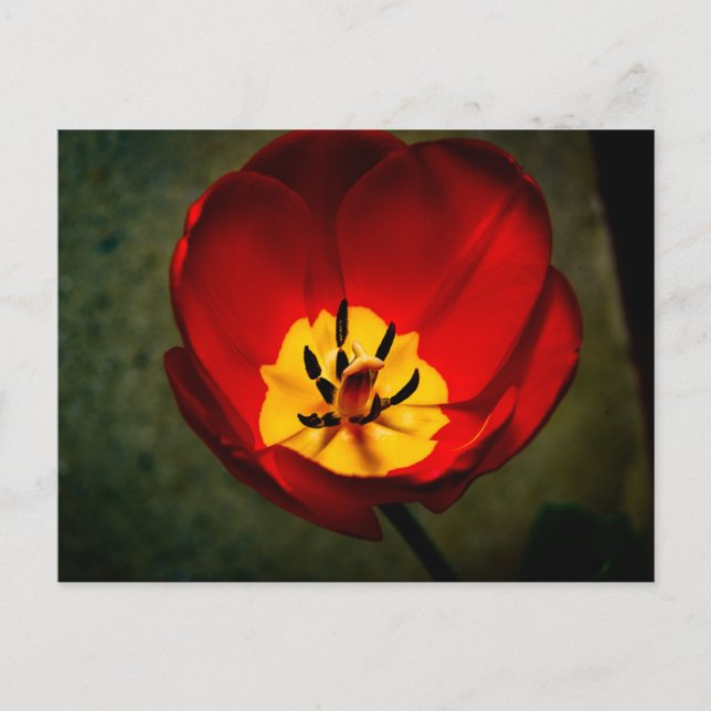 Red Tulip Post Card (Front)