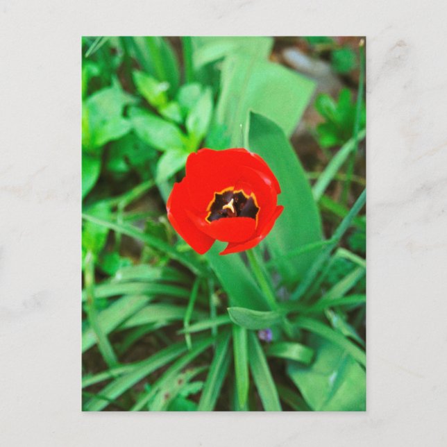 Red tulip postcard (Front)