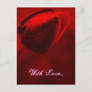 Red Tulip Postcard