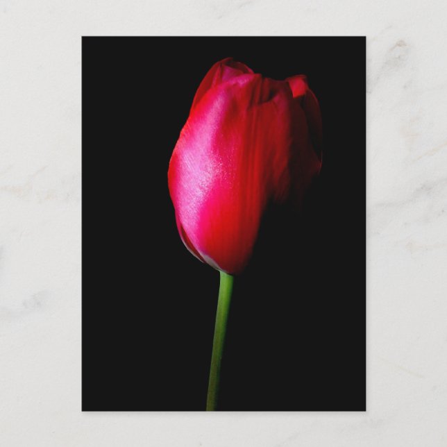 Red Tulip Postcard (Front)