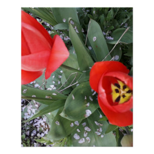 Red tulip poster