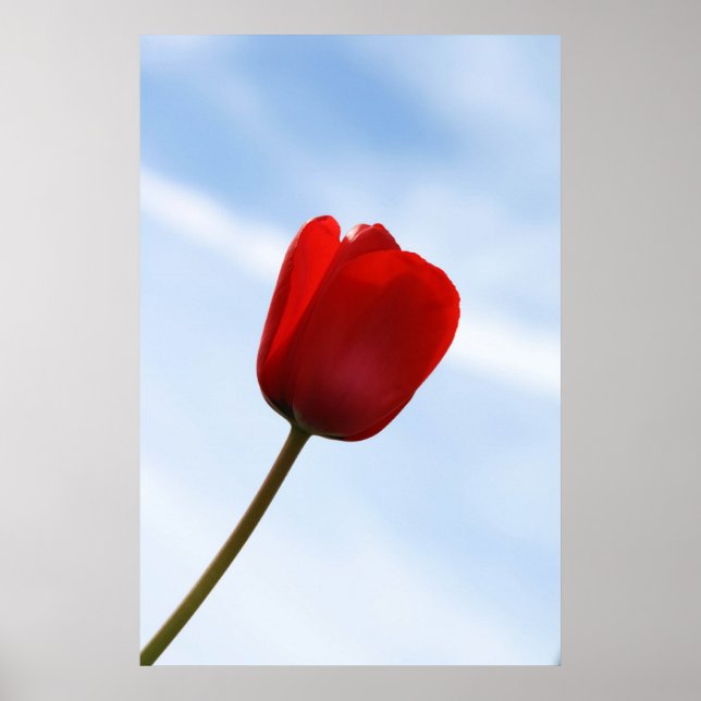Red Tulip Poster (Front)
