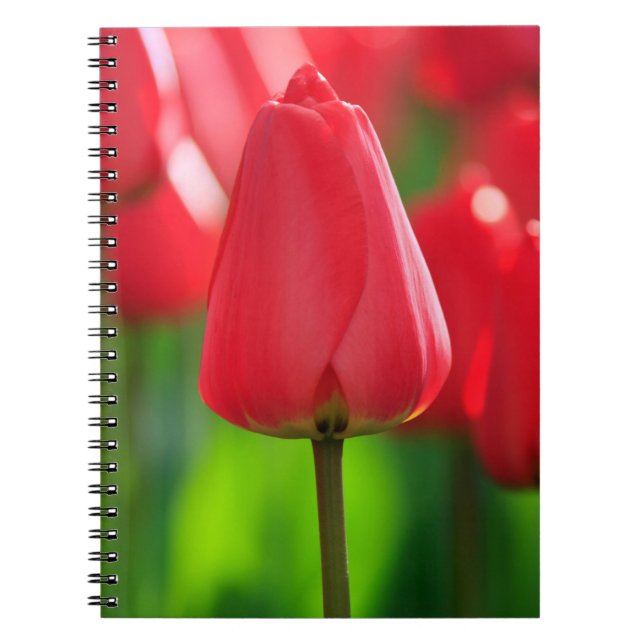 Red Tulip Spiral Notebook (Front)