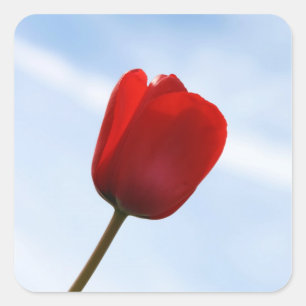 Red Tulip Sticker