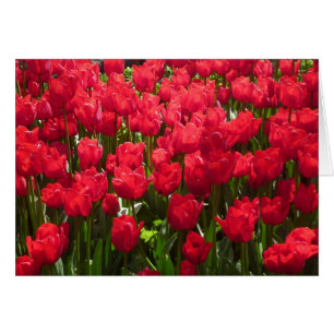 red tulips