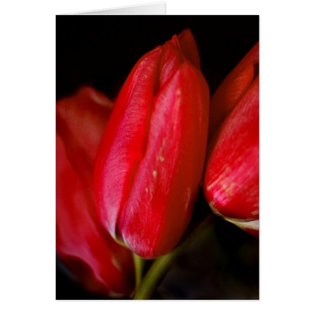 Red Tulips (Front)
