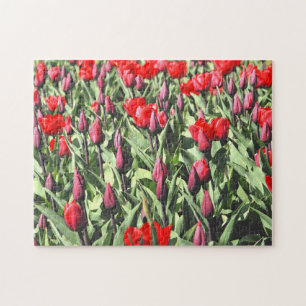 Red tulips 252-pc jigsaw puzzle
