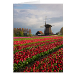 Red tulips and a windmill