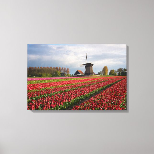 Red tulips and a windmill canvas print (Front)