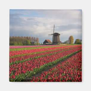 Red tulips and a windmill magnet